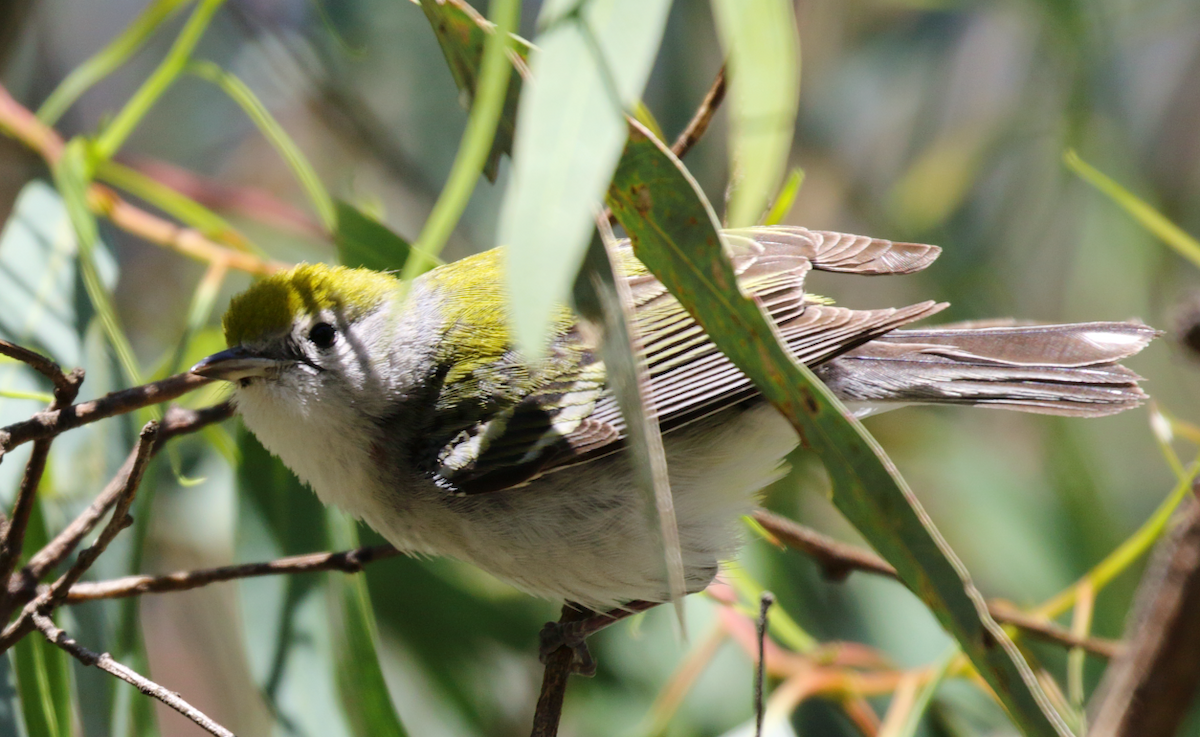 Chestnut-sided Warbler - ML142861021