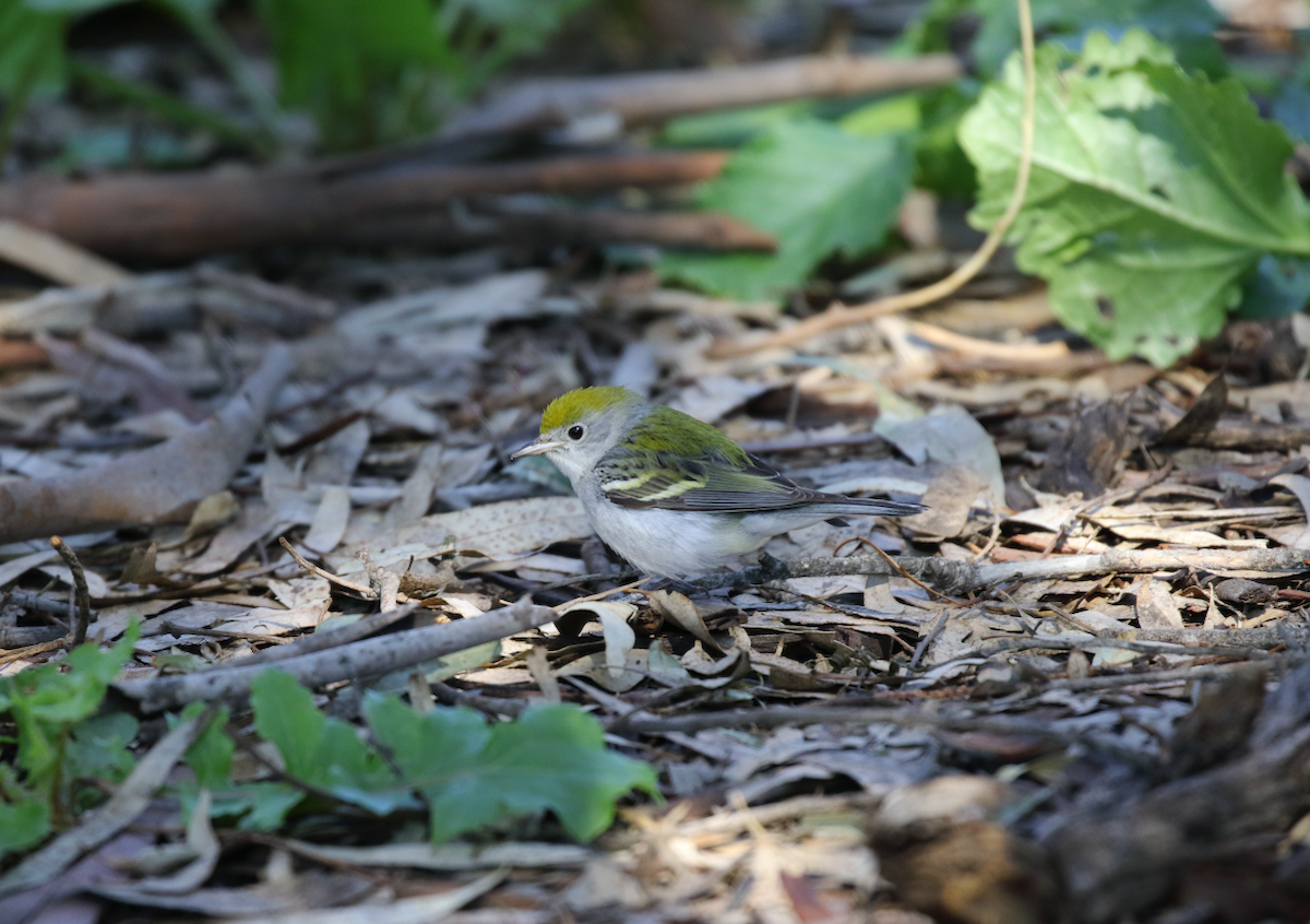 Chestnut-sided Warbler - ML142861031