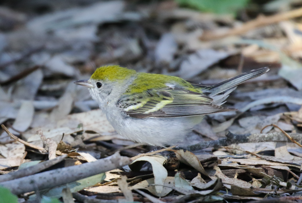 Chestnut-sided Warbler - ML142861041
