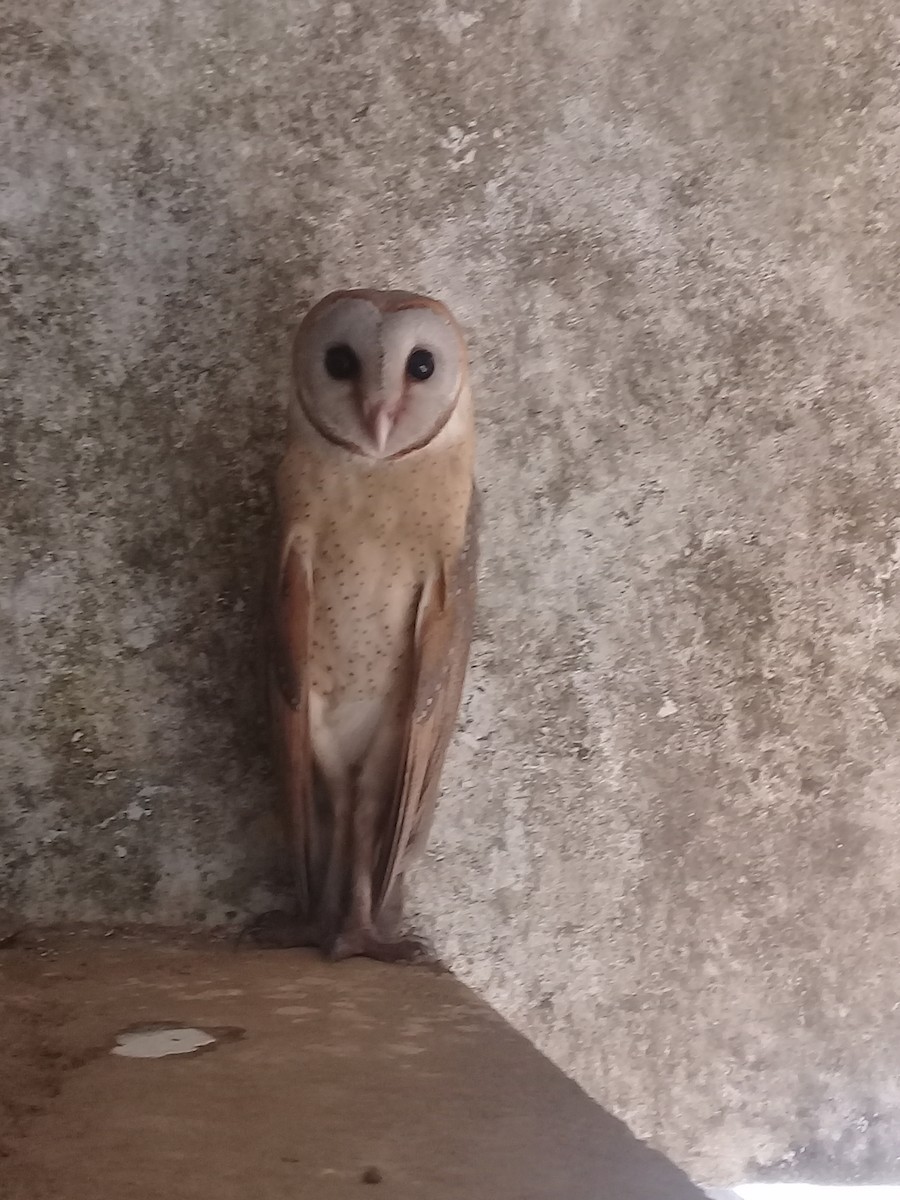 Barn Owl - Danival santhosh