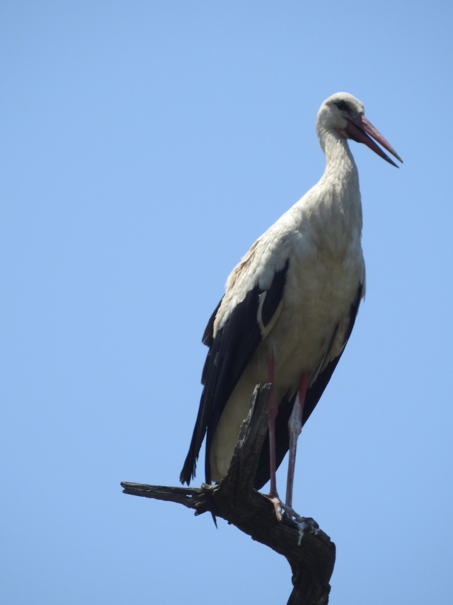 White Stork - ML142861721