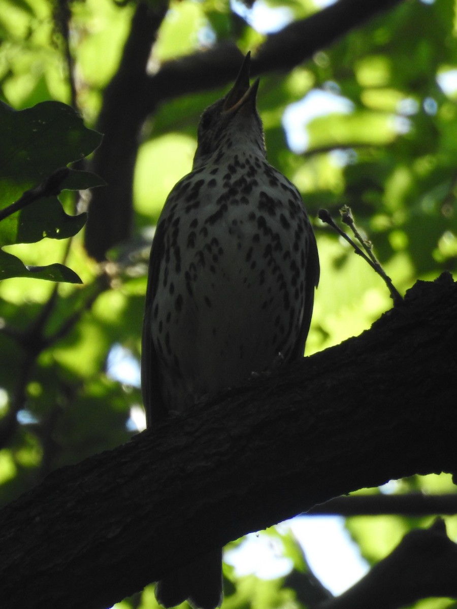 Song Thrush - ML142862321