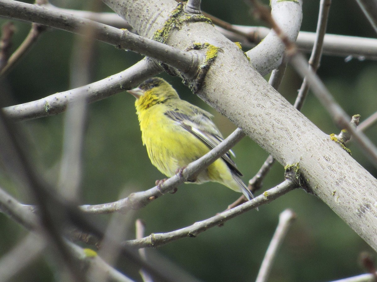 Lesser Goldfinch - ML142862661