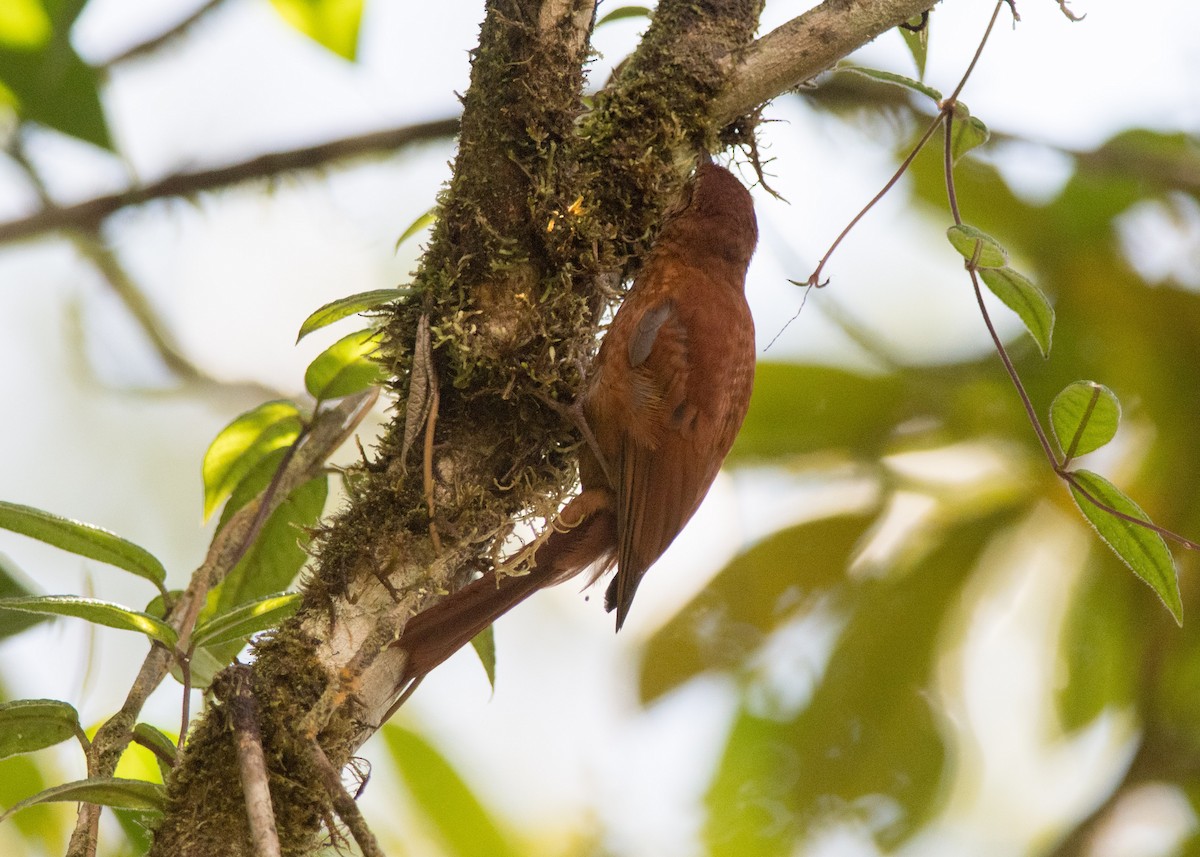 Fulvous-dotted Treerunner - ML142864331