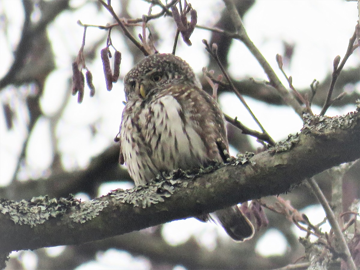 Eurasian Pygmy-Owl - Örjan Sjögren