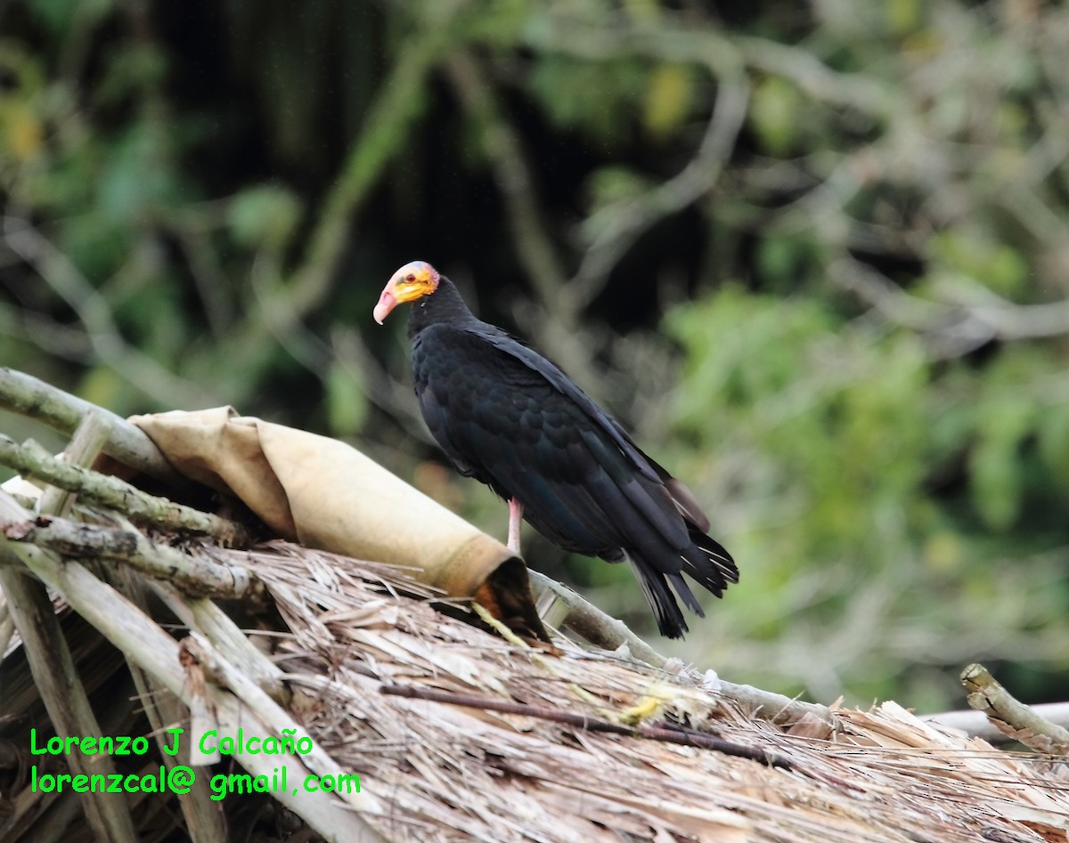 Lesser Yellow-headed Vulture - Lorenzo Calcaño