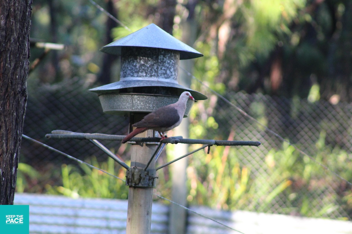 Pink Pigeon - Sean Arbuthnot