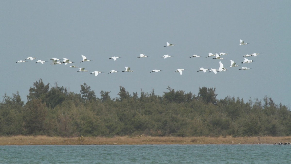 Eurasian Spoonbill - ML142866211