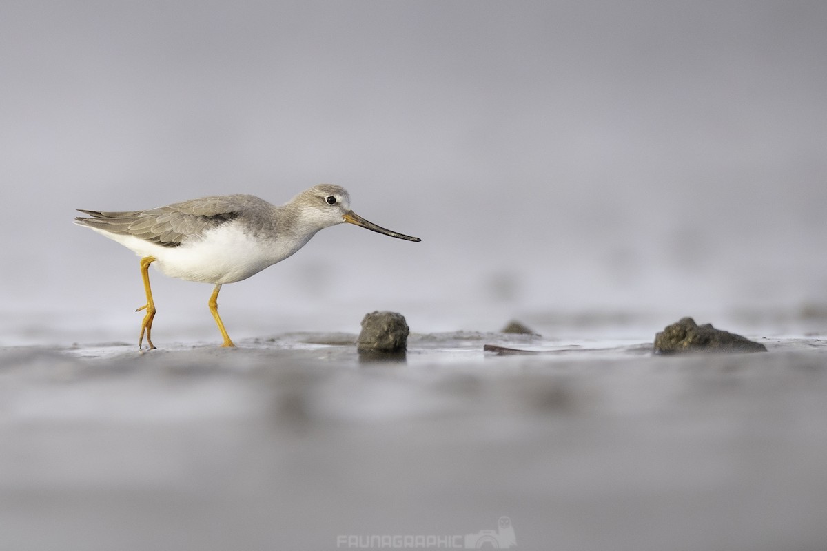 Terek Sandpiper - Matt Wright | Faunagraphic Wildlife Tours