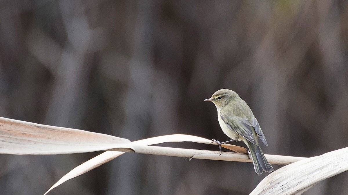 Common Chiffchaff (Common) - ML142867601