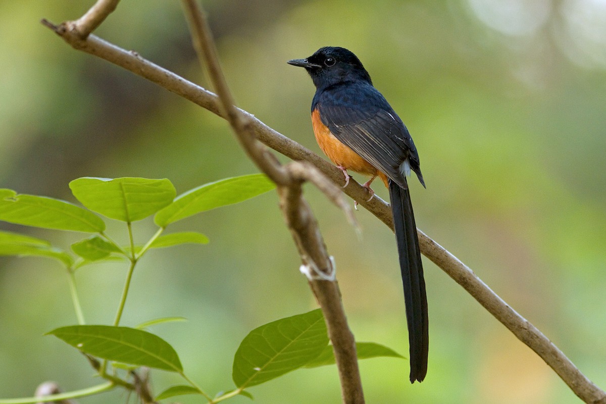 White-rumped Shama (White-rumped) - ML142867871