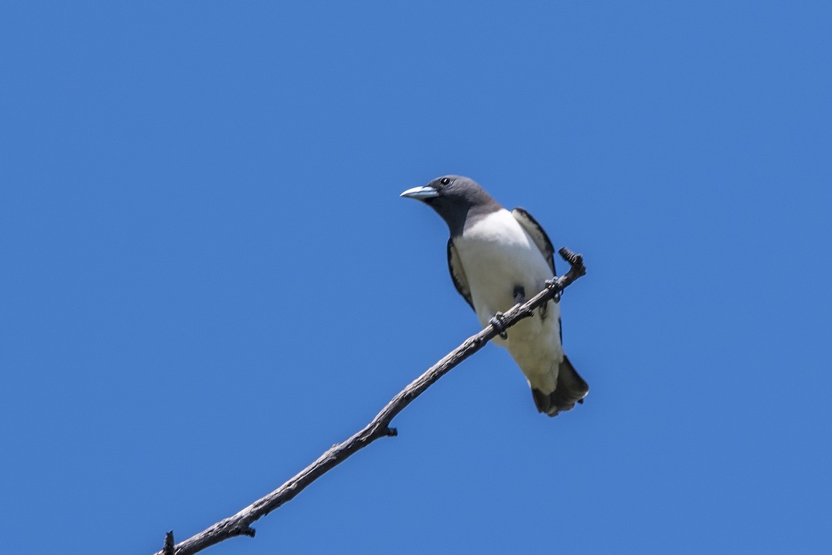 White-breasted Woodswallow - Rodolfo Quinio