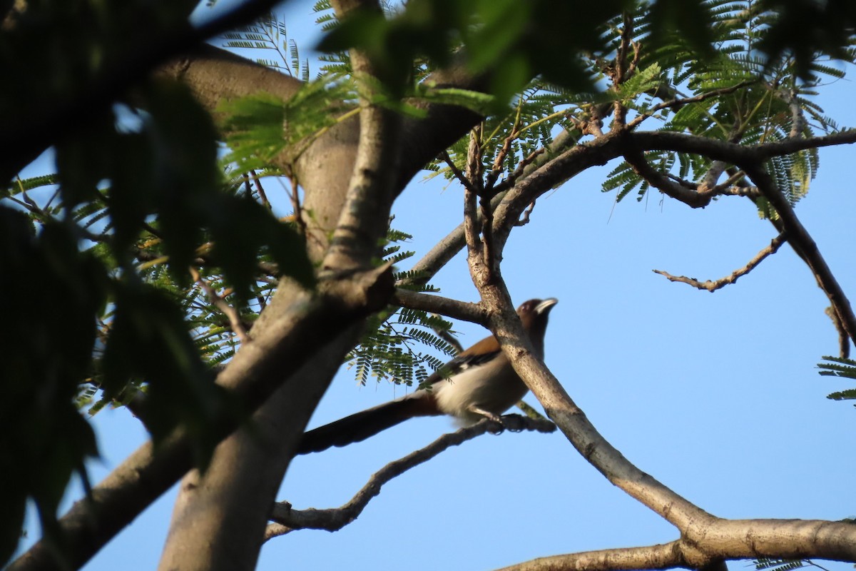 Gray Treepie - ML142868161