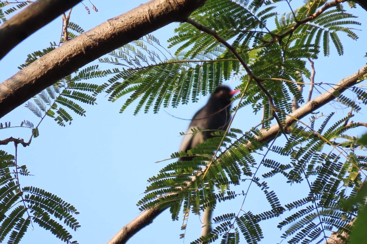 Black Bulbul - ML142868171