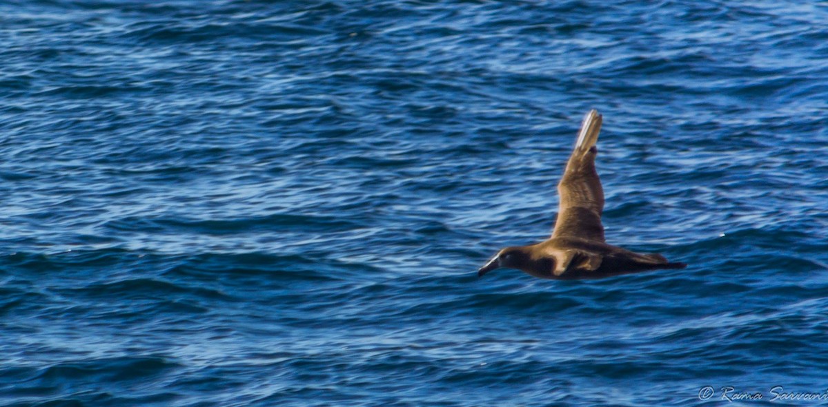 Albatros à pieds noirs - ML142868341