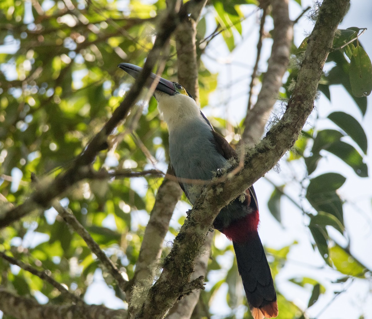 Black-billed Mountain-Toucan - Nige Hartley