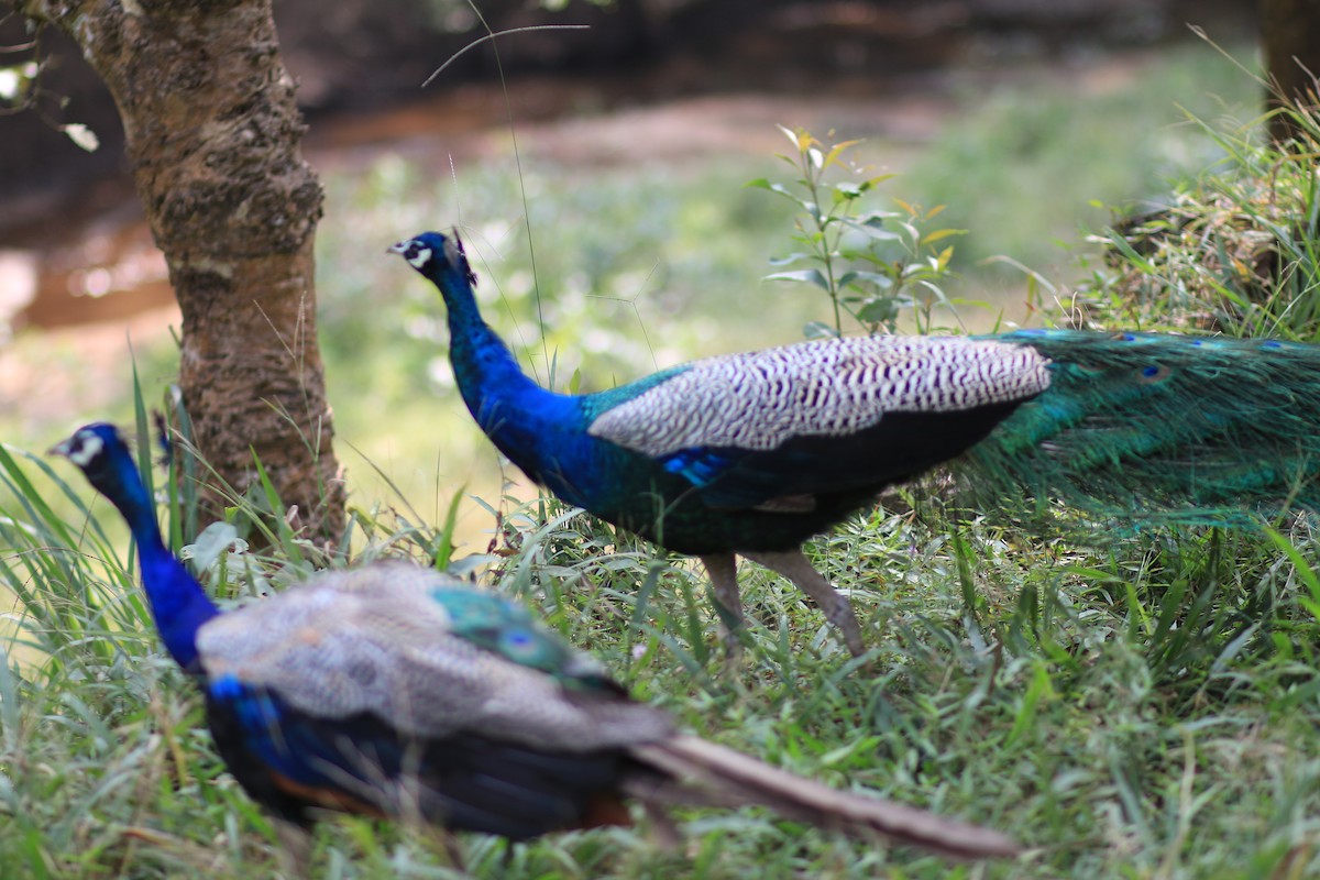 Indian Peafowl - Tejaswini J