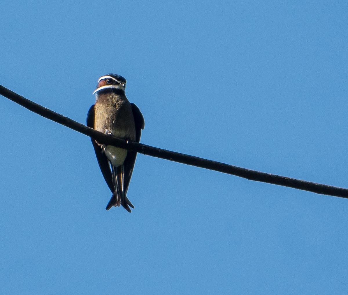 Whiskered Treeswift - ML142868601