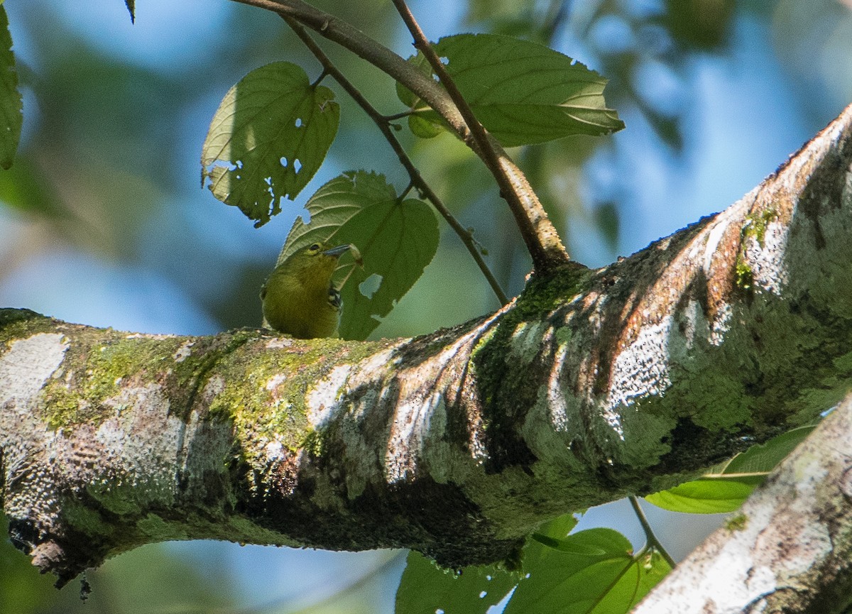 Green Iora - Bill Bacon