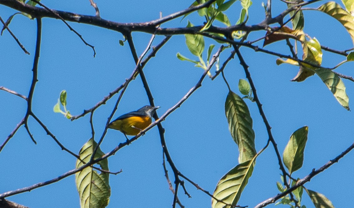 Orange-bellied Flowerpecker - ML142868681