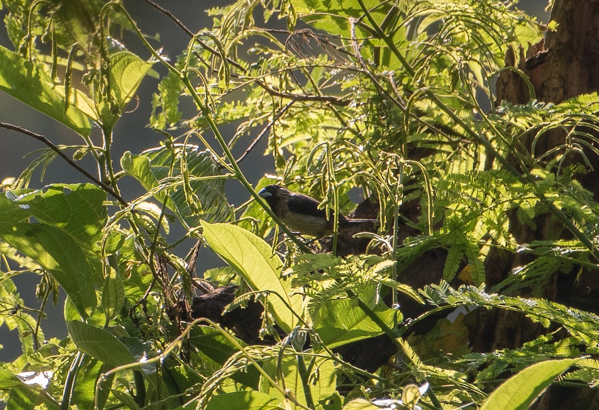 White-rumped Munia - ML142868781