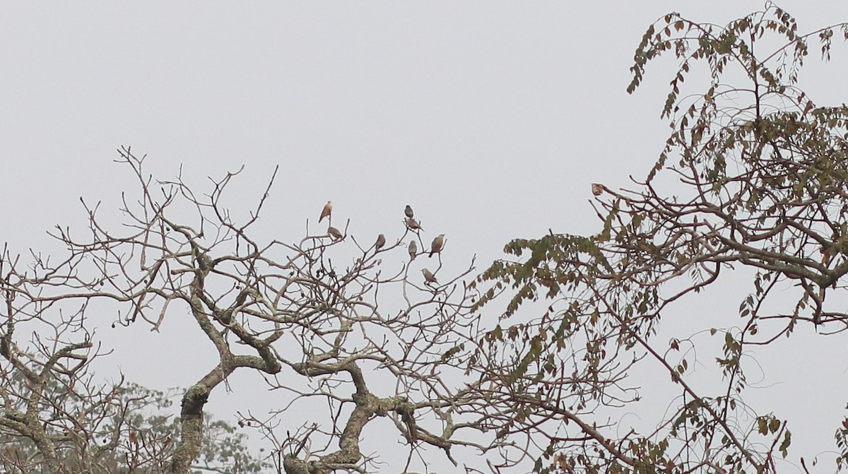 Chestnut-tailed Starling - Tejaswini J