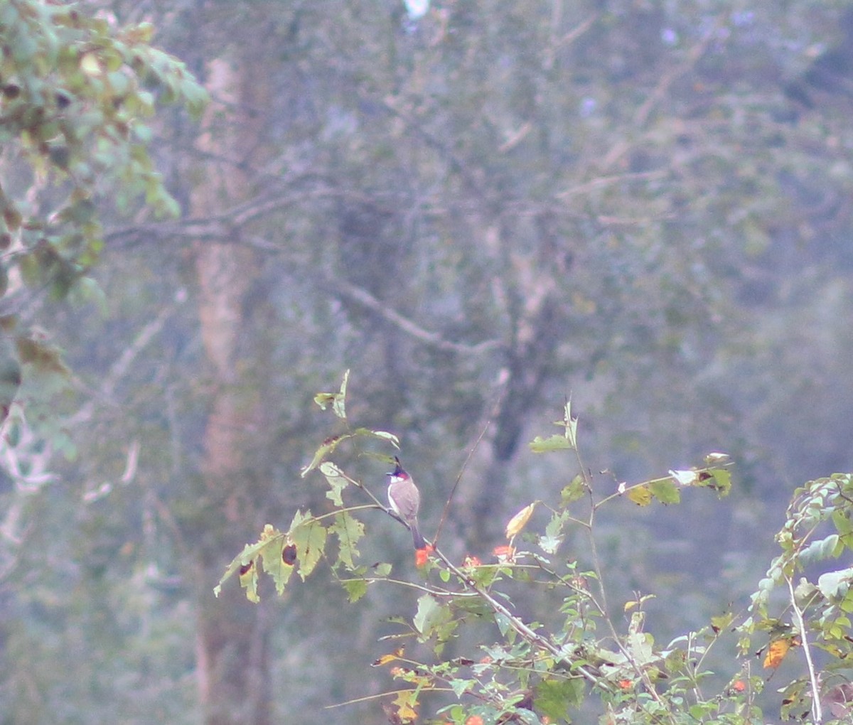 Red-whiskered Bulbul - Tejaswini J