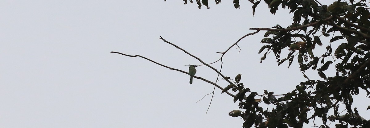 Chestnut-headed Bee-eater - Tejaswini J