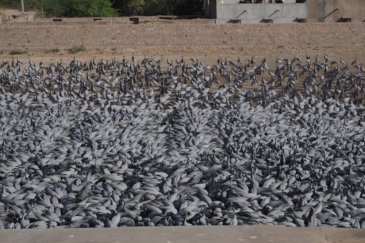 Demoiselle Crane - John Gregory