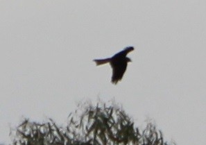 Black Kite - ML142870621