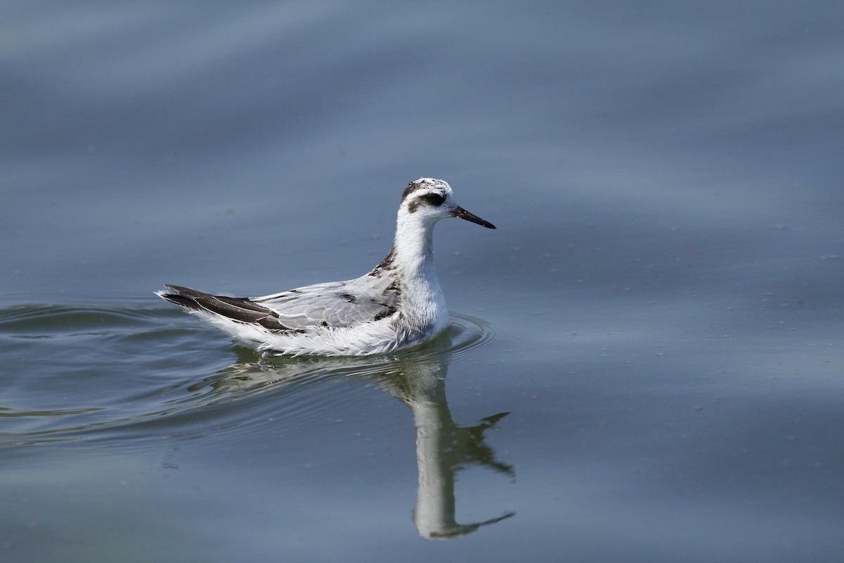 polarsvømmesnipe - ML142870631