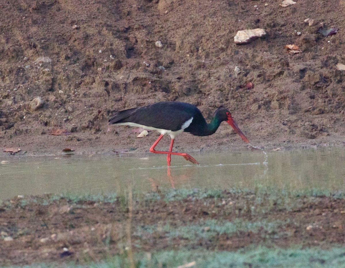 Cigüeña Negra - ML142872451