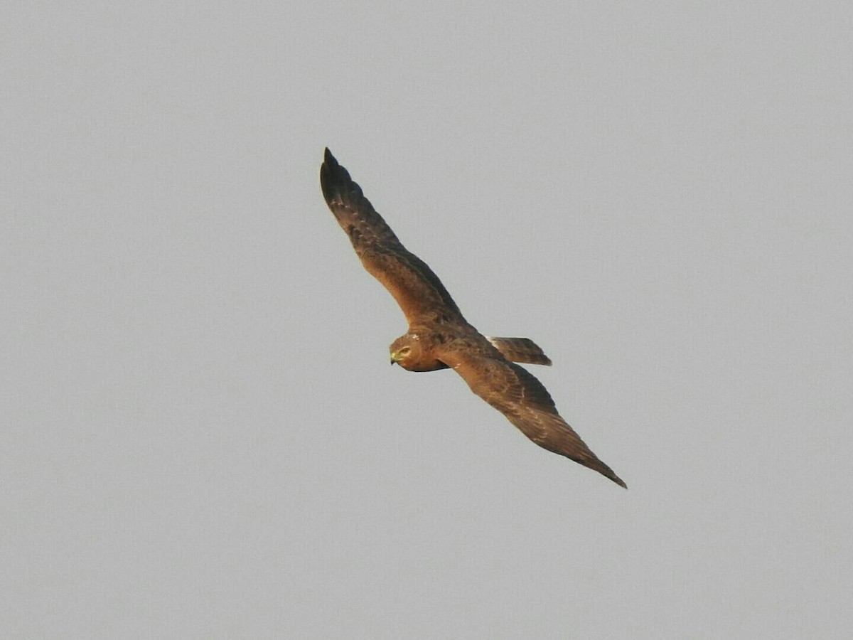 Pied Harrier - Liao Tzu-Chiang