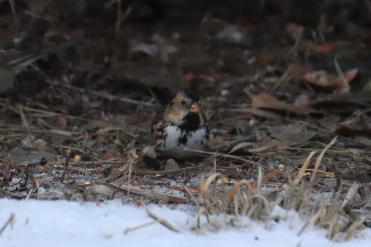 Harris's Sparrow - ML142874781