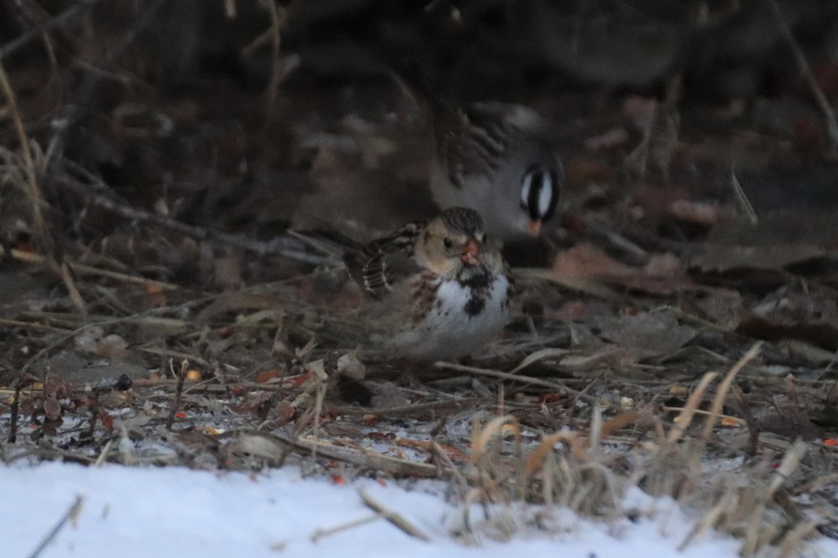 Harris's Sparrow - ML142874791