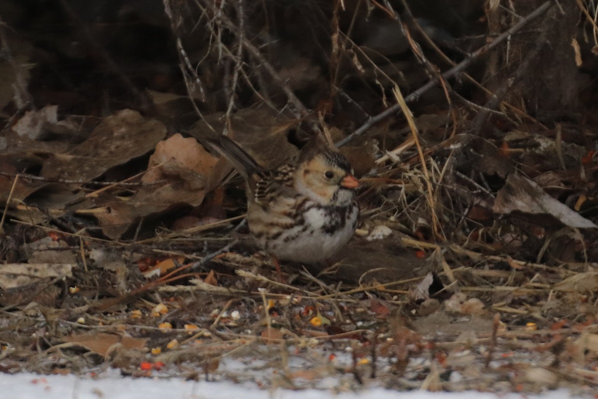 Harris's Sparrow - ML142874811