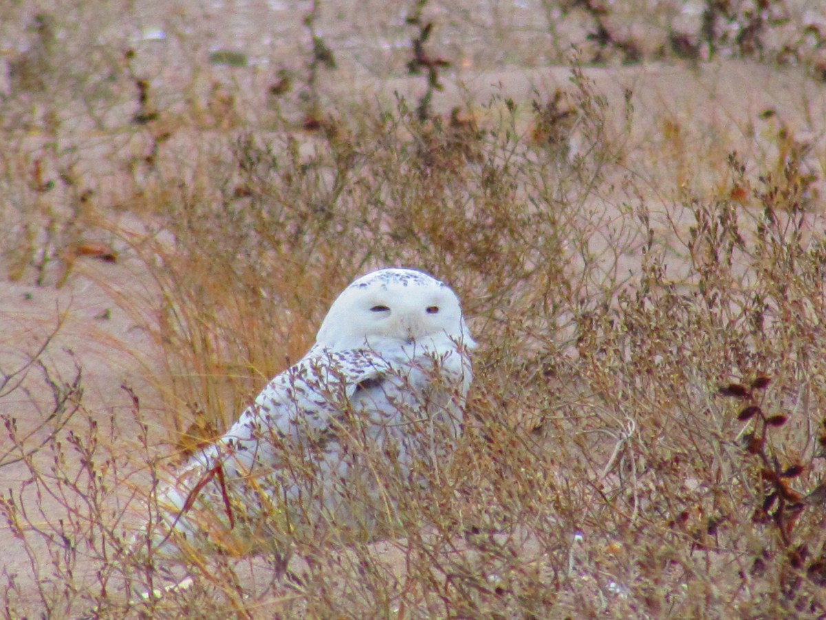 Snowy Owl - ML142876291