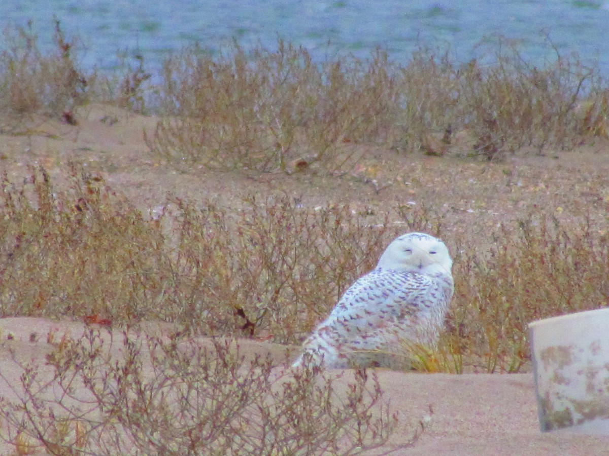 Snowy Owl - ML142876391