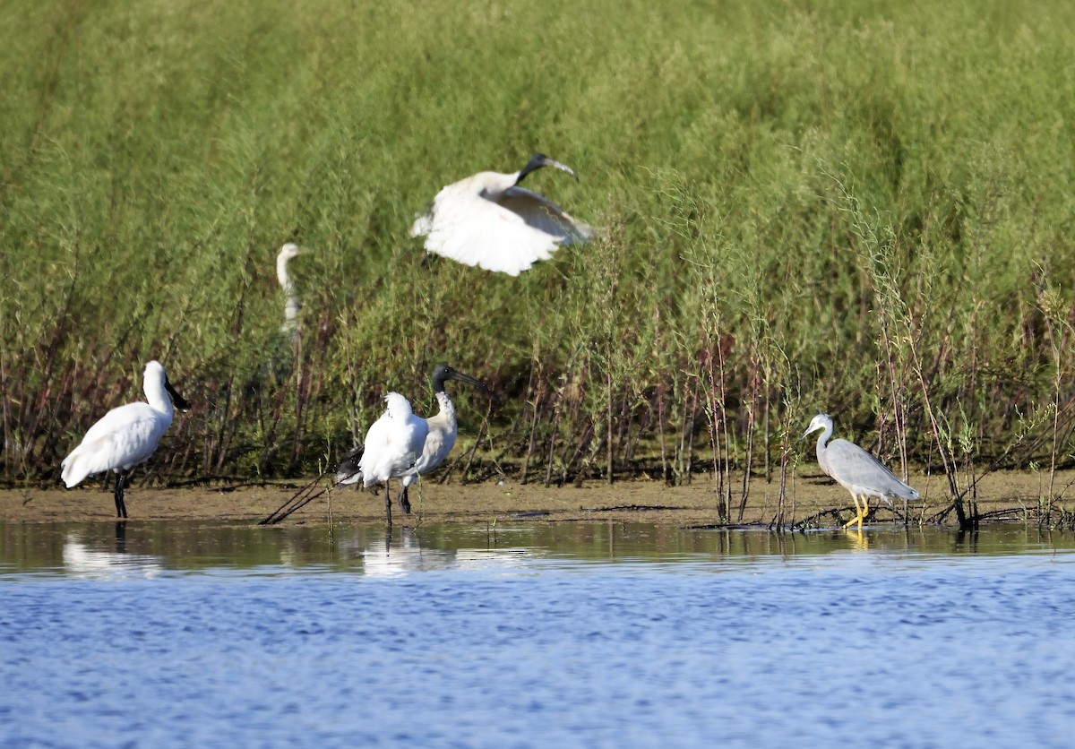 Australian Ibis - Ken Crawley