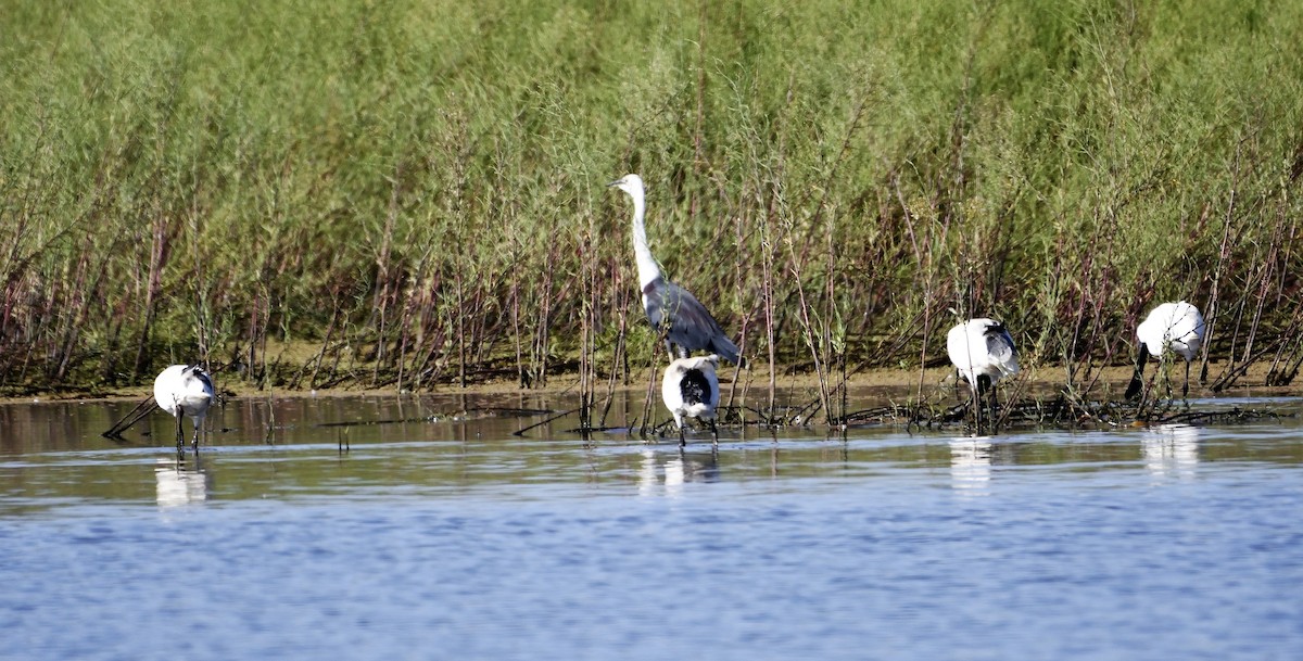 Australian Ibis - Ken Crawley