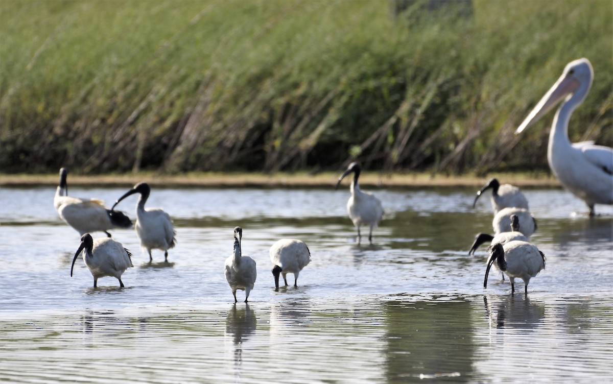 Australian Ibis - Ken Crawley