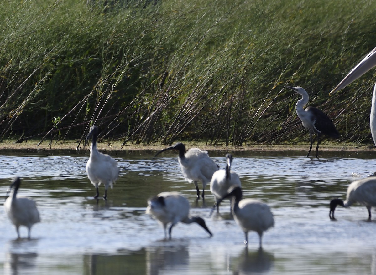 Australian Ibis - Ken Crawley