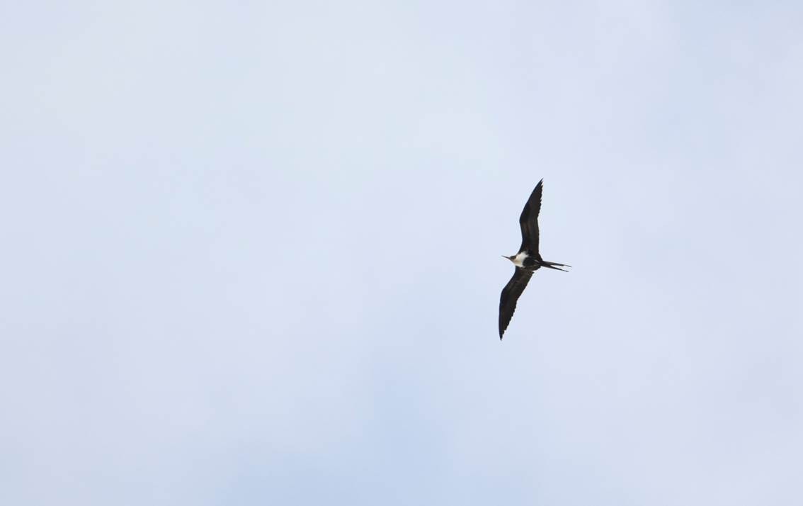 Great Frigatebird - Katie Dial