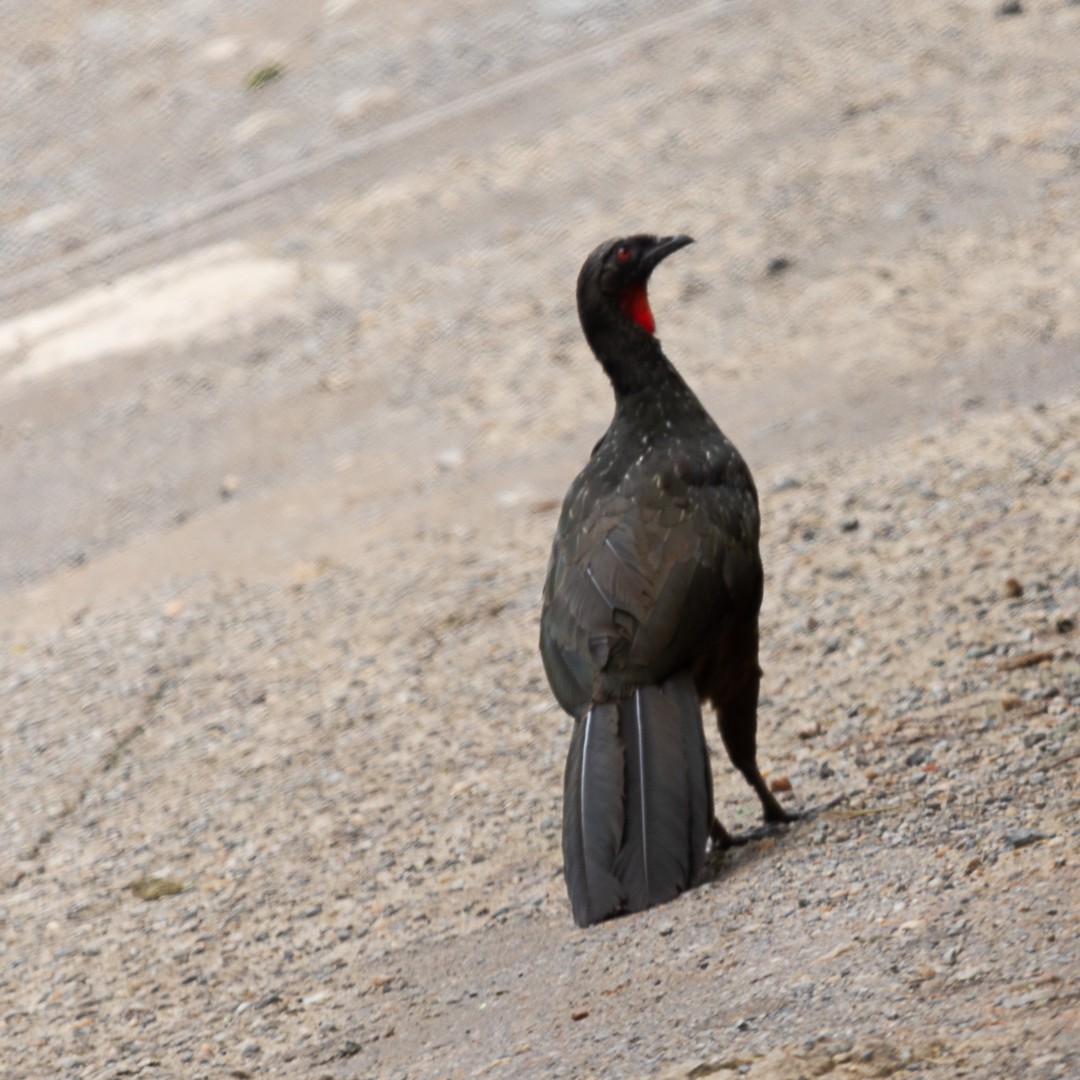 Rusty-margined Guan - ML142880501