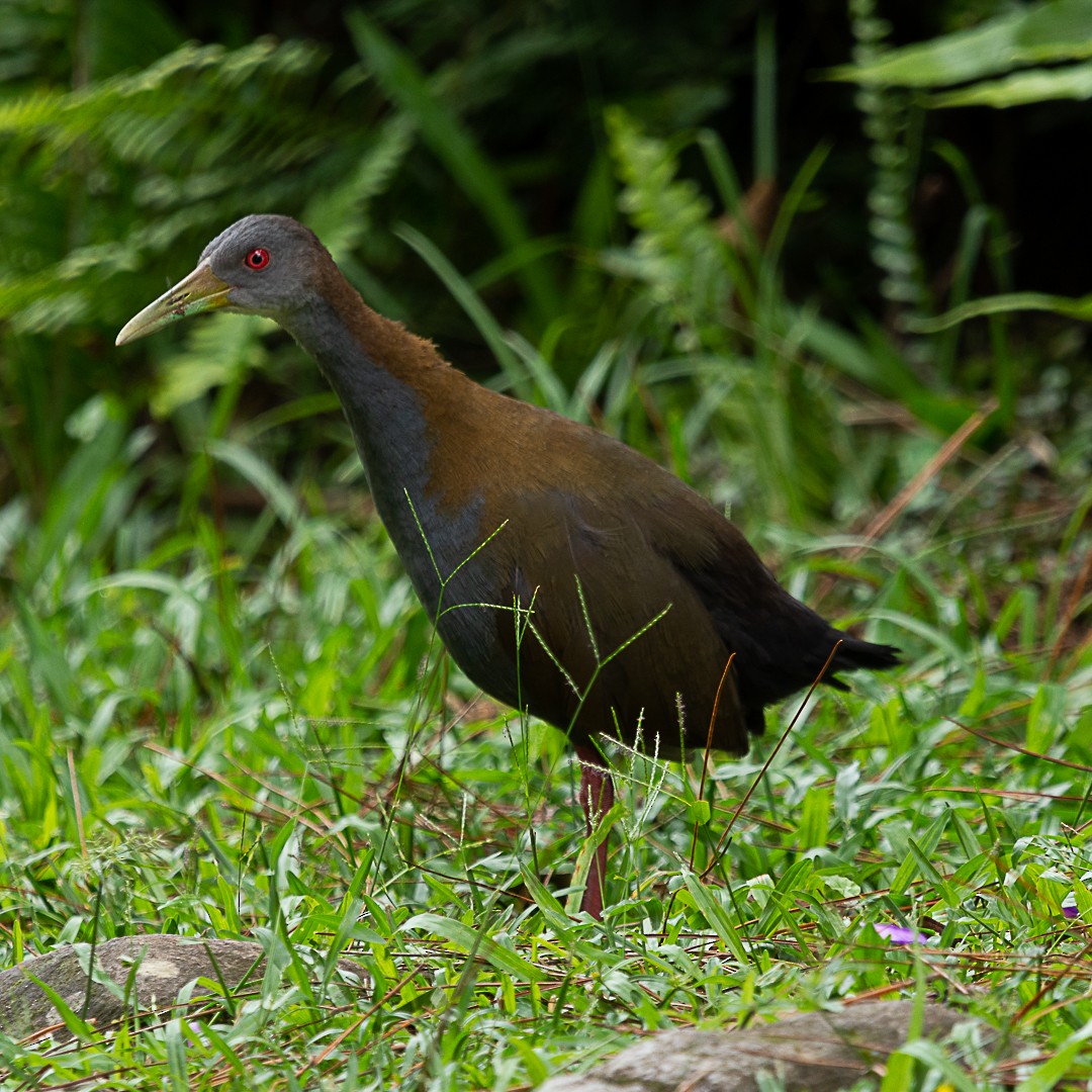 Slaty-breasted Wood-Rail - ML142880571