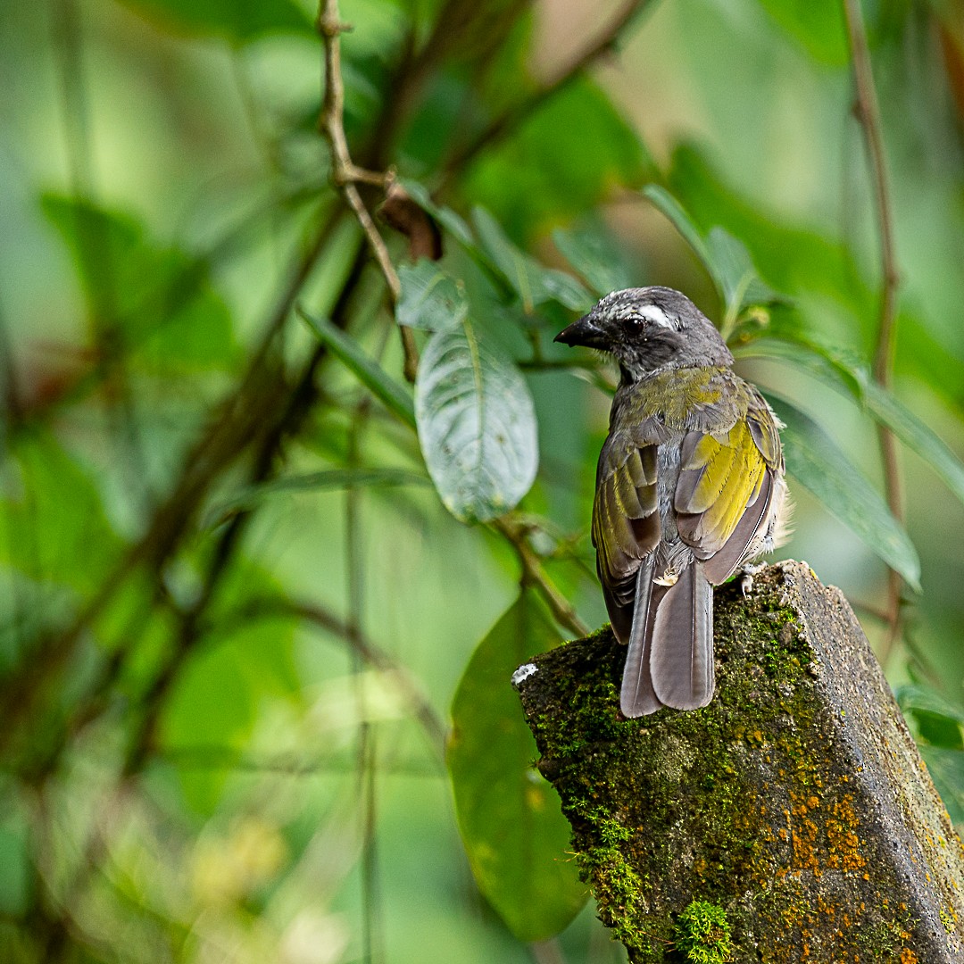 Green-winged Saltator - Elaine Pereira de Souza Saraiva