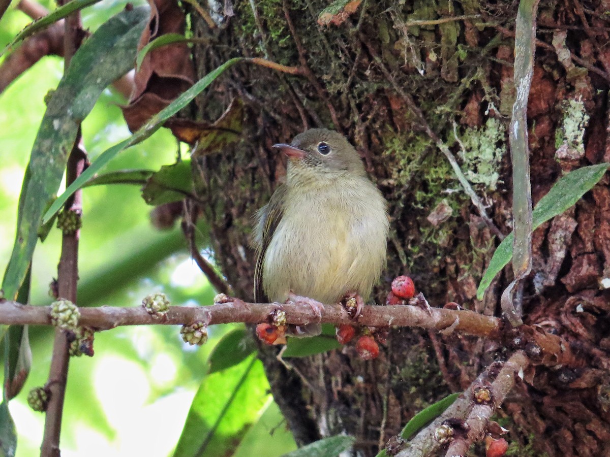 White-bellied Flowerpecker - George Inocencio