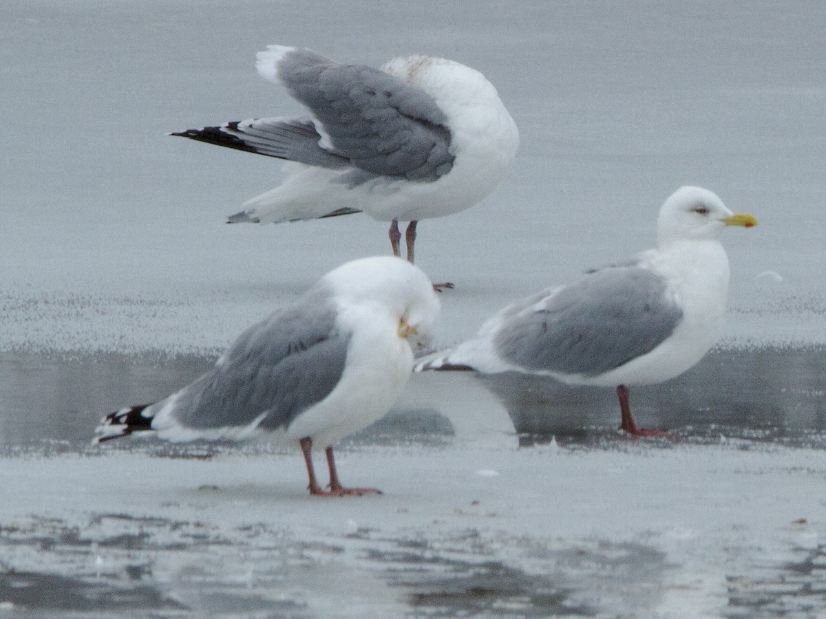 racek polární - ML142882081