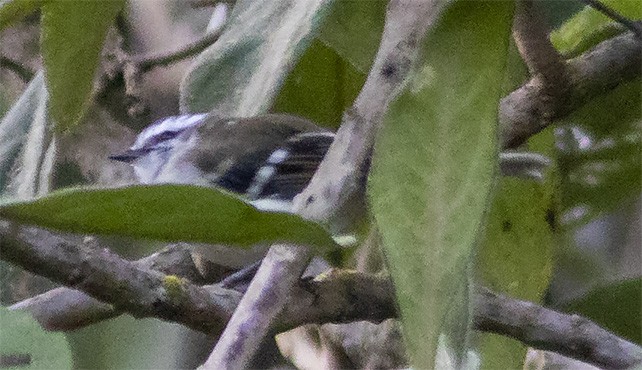 Tyranneau à sourcils blancs - ML142882591