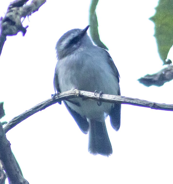 Tyranneau à sourcils blancs - ML142882601